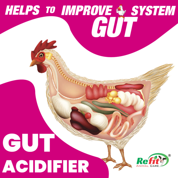 Acido Gut - Acidifier For Poultry - 1 Ltr - Set of 12 - Image 2
