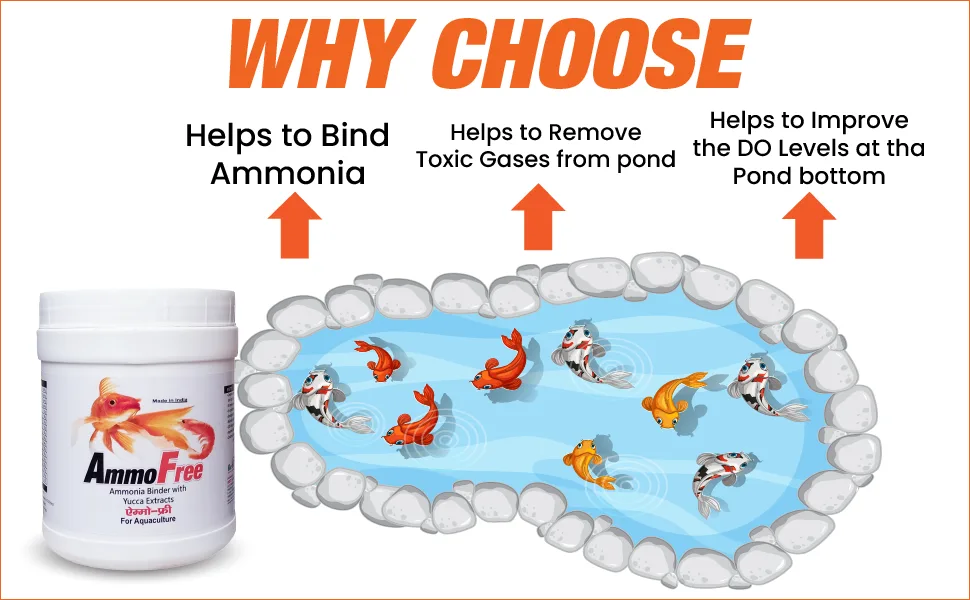 Ammo Free Why Choose