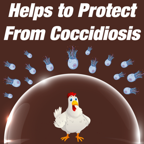 Coccidine - Anti-Coccidial Tonic For Poultry - 500 ml - Set of 25 - Image 5