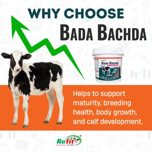 Bada Bachda - Calf Growth Supplement - 1 Kg - Set of 12 - Image 5