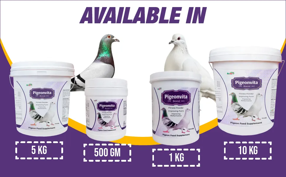 boost speed for racing pigeon