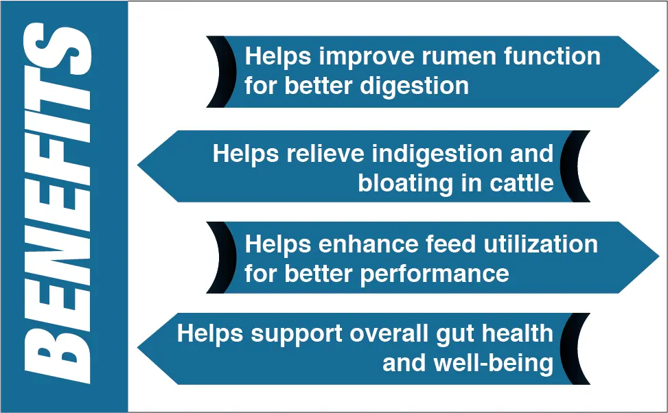 cattle gut health
