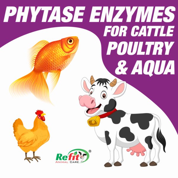 fitphyte whychoose.png