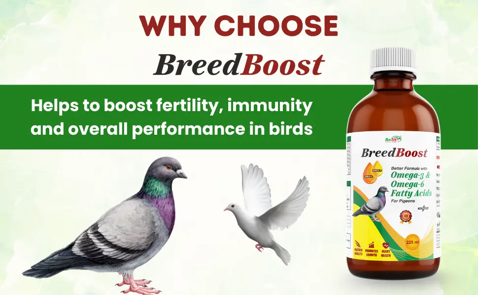 growth booster for pigeon