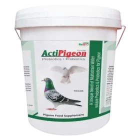 pigeon supplement prebiotics and probiotic.webp