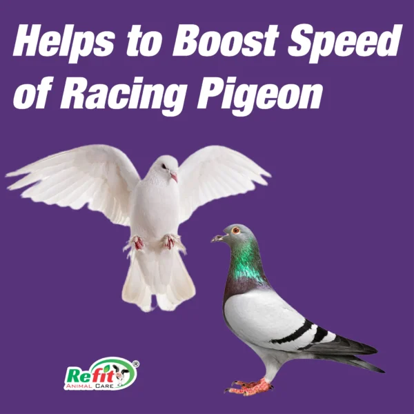 pigeonvita whychoose.webp