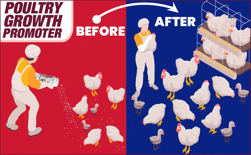 poultry growth medicine
