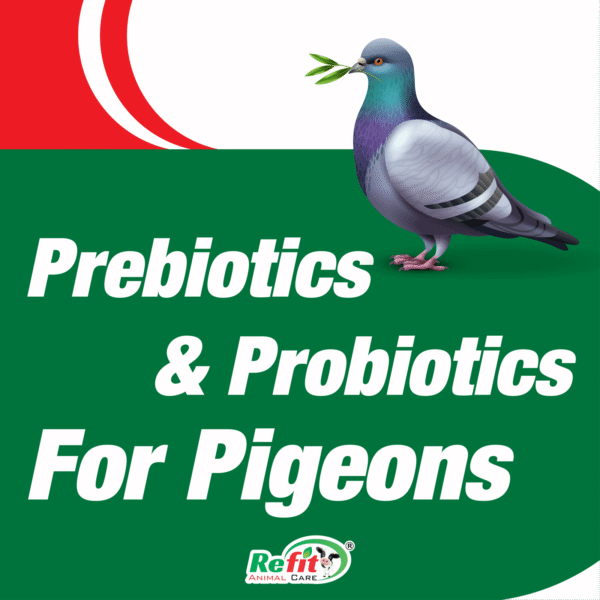 why choose actipigeon 1 scaled 1.png