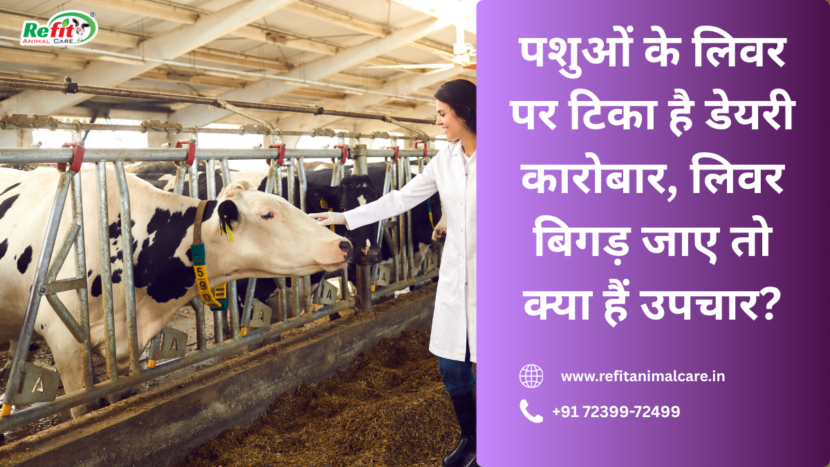 डेयरीकिसान बछड़ों की न करें अनदेखी, आगे यही भरेंगे मुनाफे से आपकी झोली