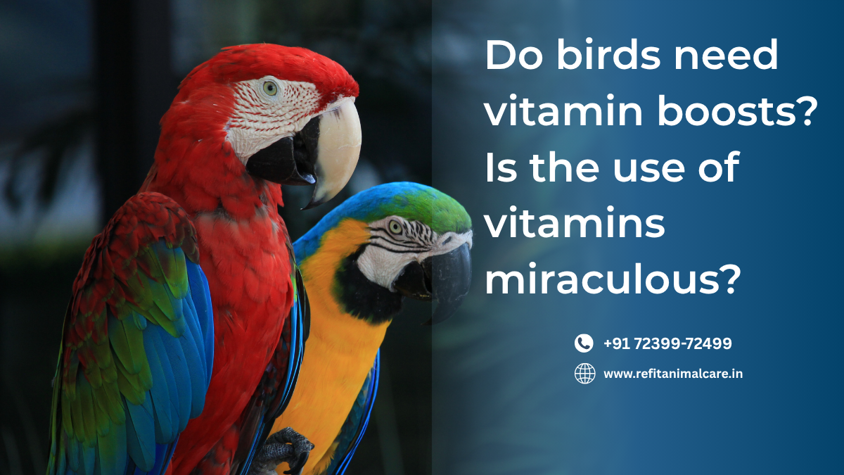bird vitamins