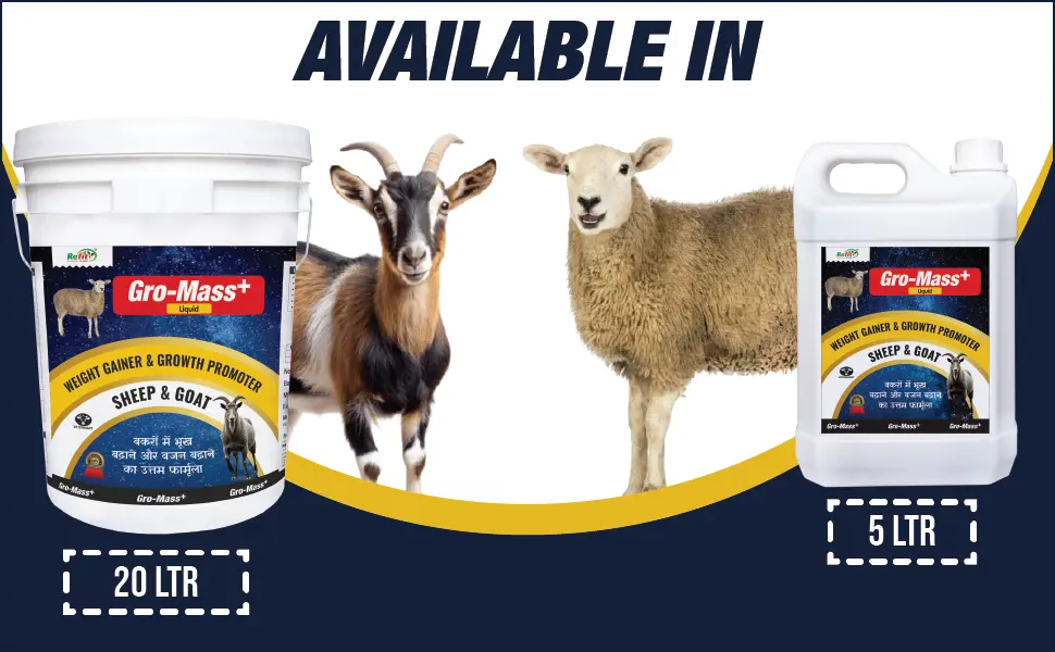 weight gainer for goat sheep