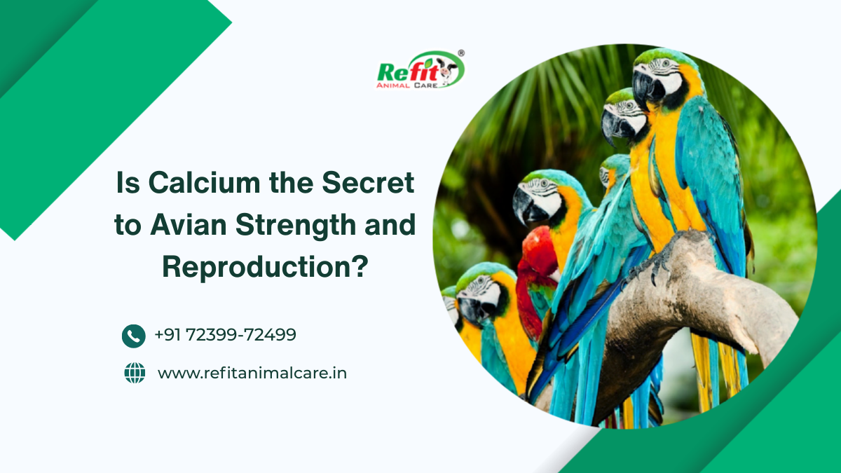 Importance of calcium for birds