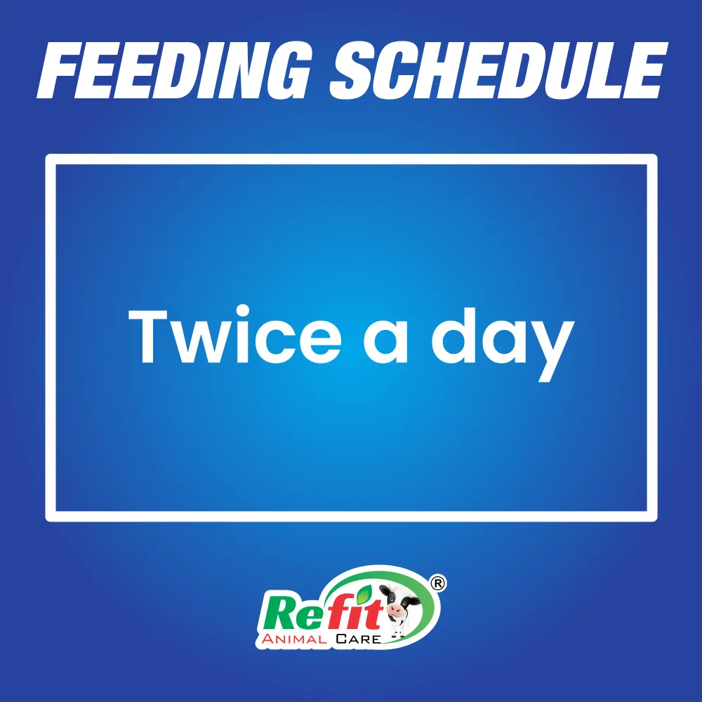 mastioff feeding.webp