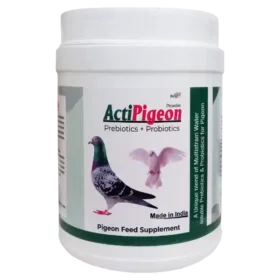 prebiotics and probiotics for pigeons.webp