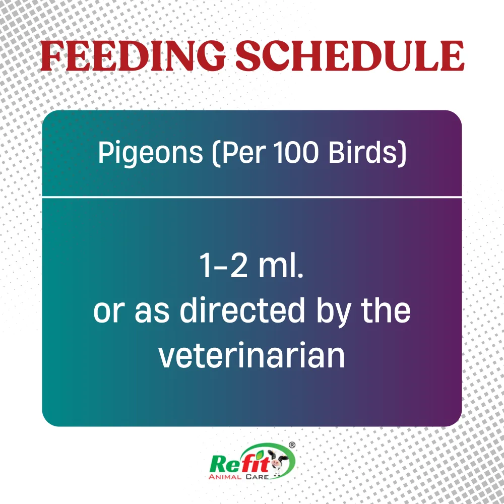 pigeonliv feeding.webp
